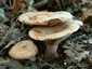 Vöröstejű rizike (Lactarius sanguifluus), Budai-hegység